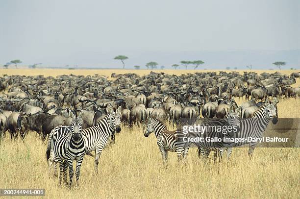 zebra and wildebeest on plain - zebra herd stock pictures, royalty-free photos & images