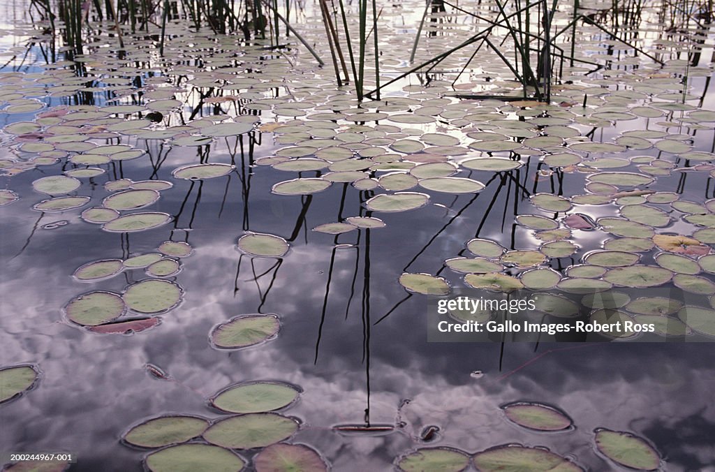 Water lily pads on swamp surface