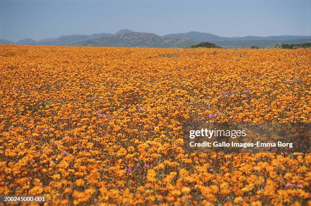 namaqualand daisies (dimorphotheca sinuata) in field - namaqualand stock-fotos und bilder