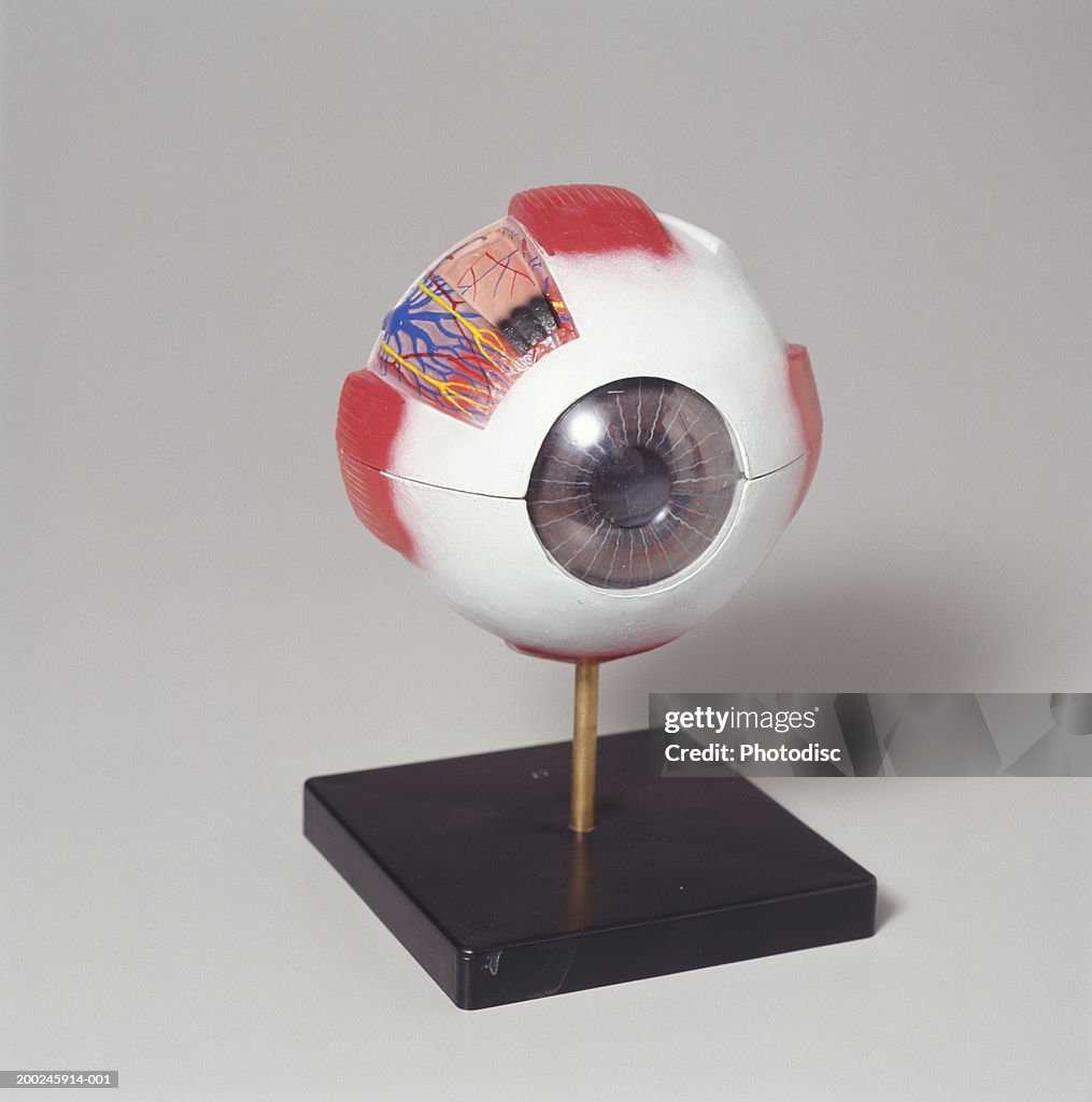 Medical eye model