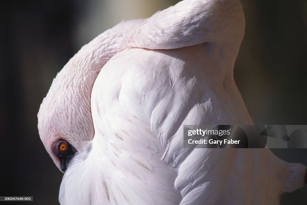 Flamingo, Florida, USA, (Close-up)