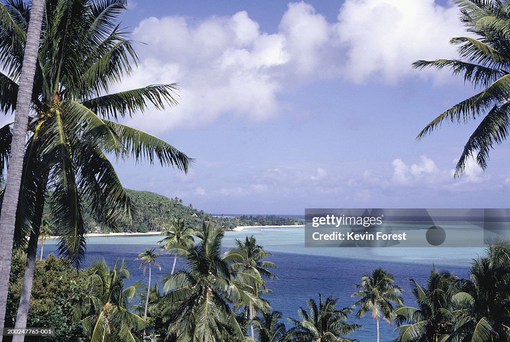 Coastline with palm trees, Bora Bora