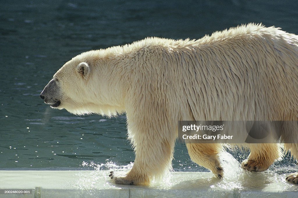 Polar bear walking in shallow water, Calgary, Canada, side view