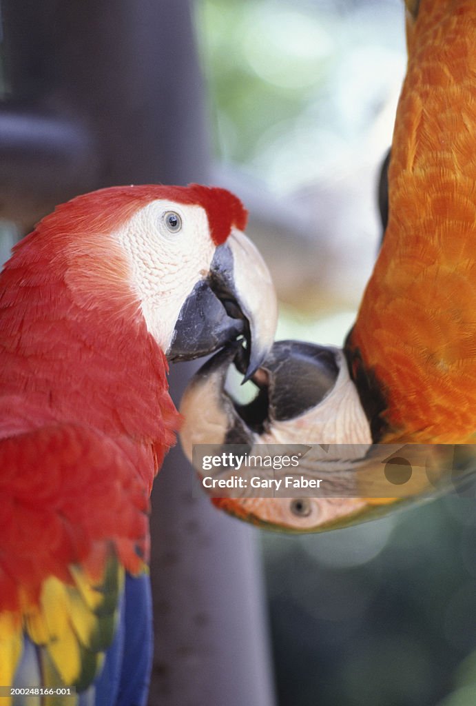 Parrots touching beaks, Florida, USA