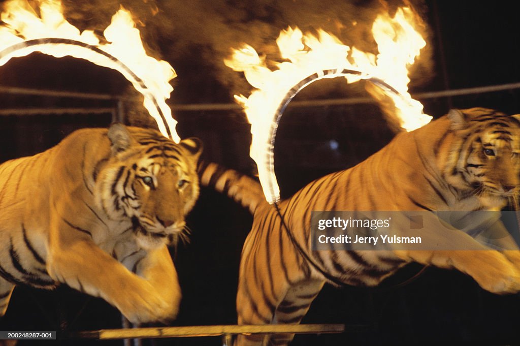 Two tigers leaping through burning rings of fire at circus