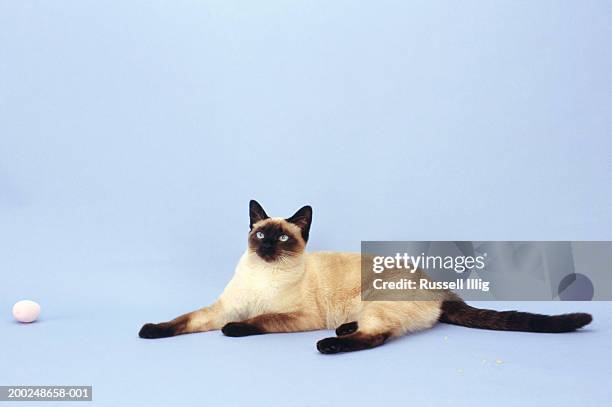 siamese cat by ball, (portrait) - siamese cat stock pictures, royalty-free photos & images