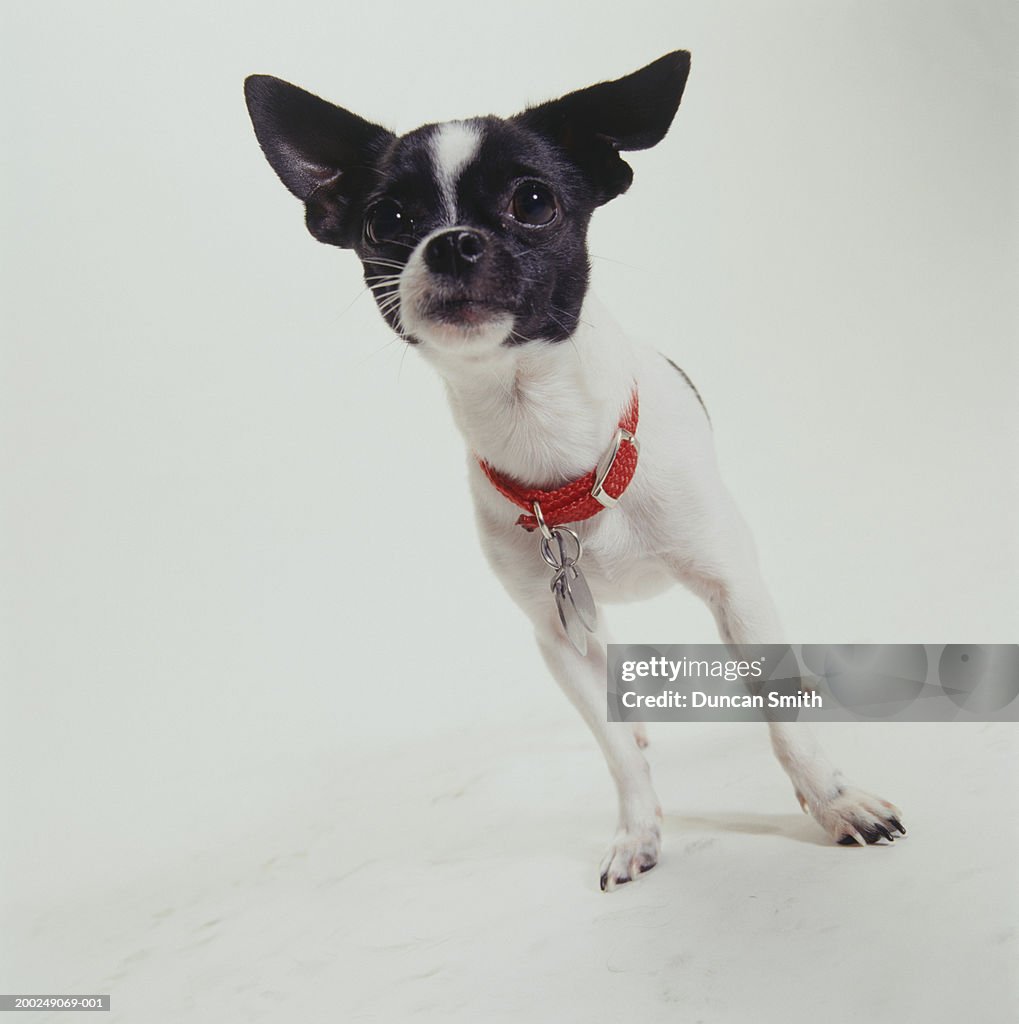 Dog, Chihuahua standing,