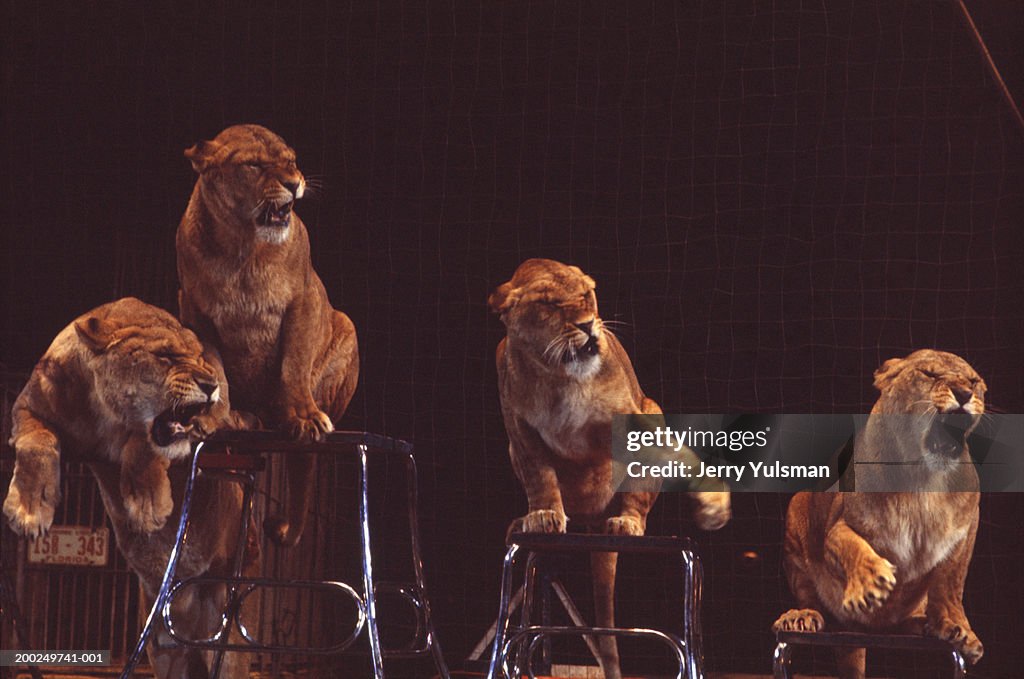 Four lionesses performing tricks in circus arena