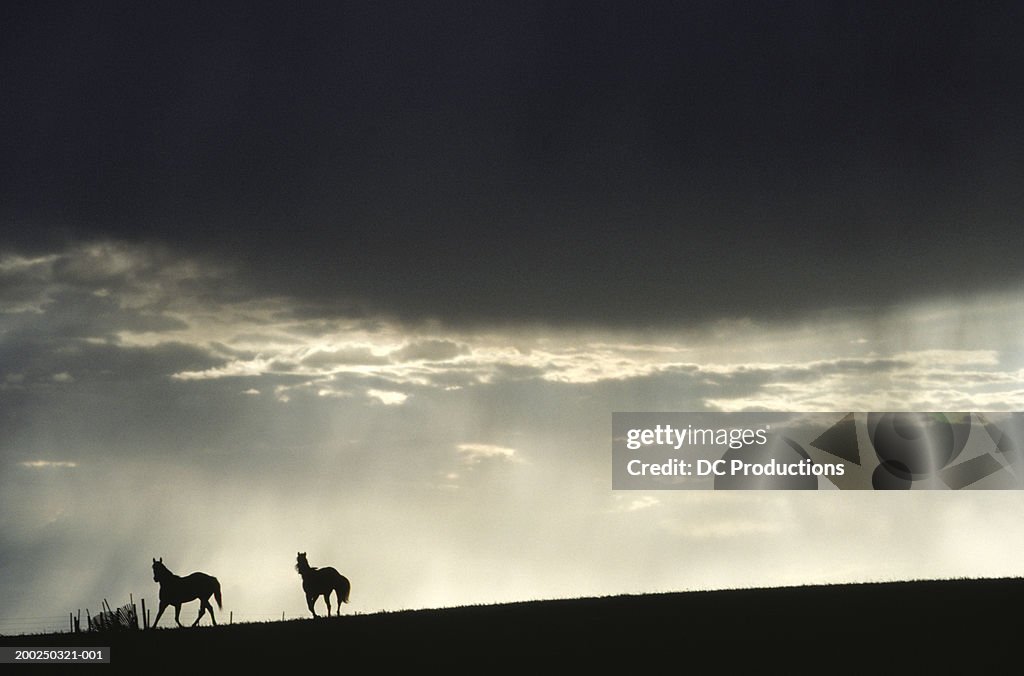 Silhouettes of two horses at dusk, Alberta, Canada
