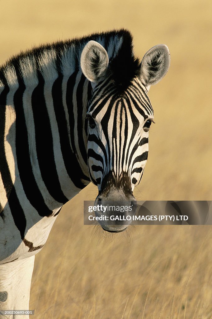 Burchell's zebra (Equus burchelli) on plain, close-up