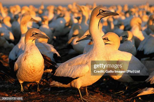 cape gannet (morus capensis) colony - bird island ilha geórgia do sul imagens e fotografias de stock