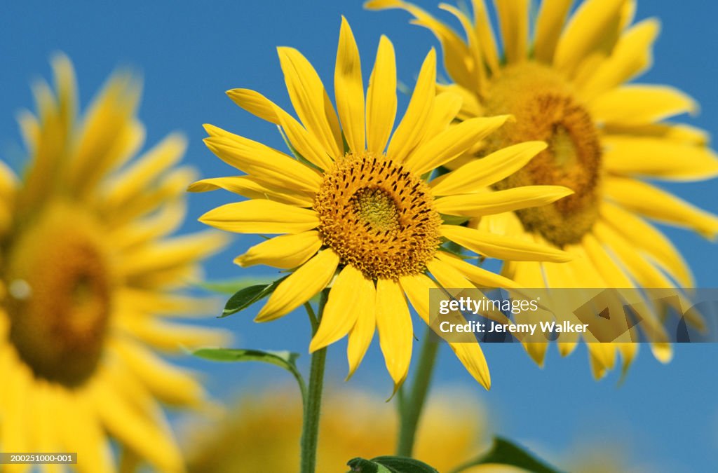 Sunflowers (Helianthus annuus), close-up