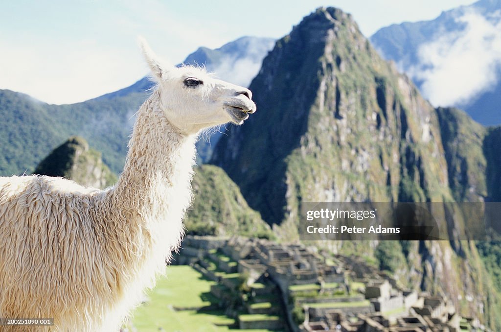 Peru, Machu Picchu, llama, close-up
