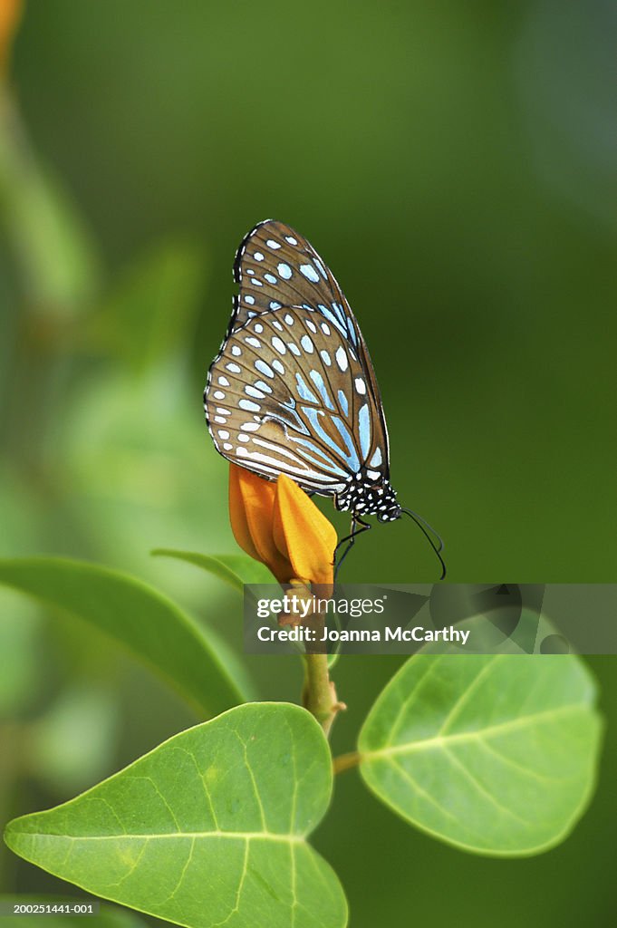 Butterfly on plant, close-up