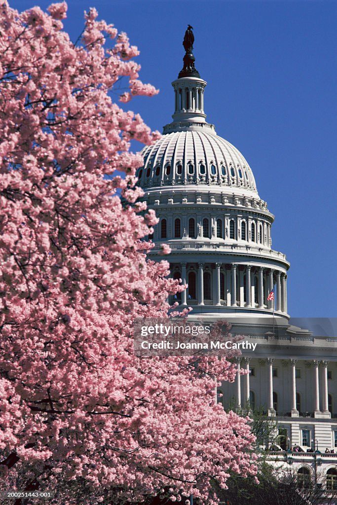 USA, Washington, D.C., cherry tree in blossom, spring