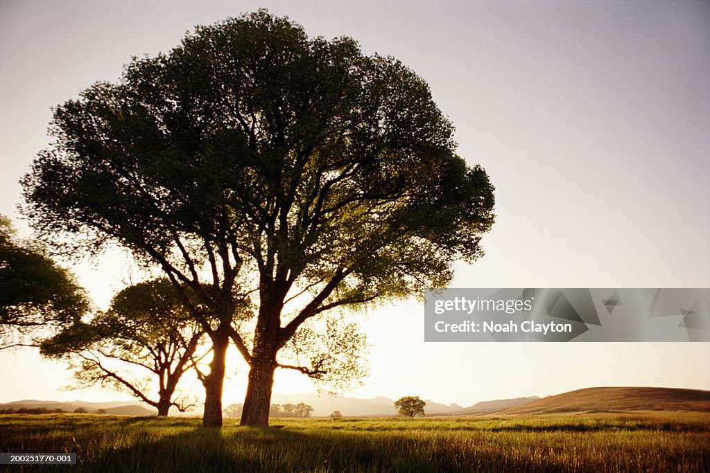 Trees, sunset