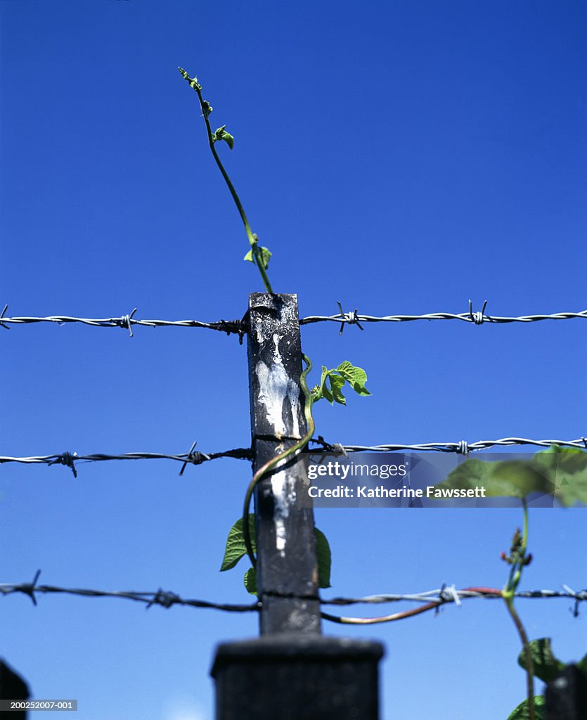 Vine growing on barbed wire fence, close-up