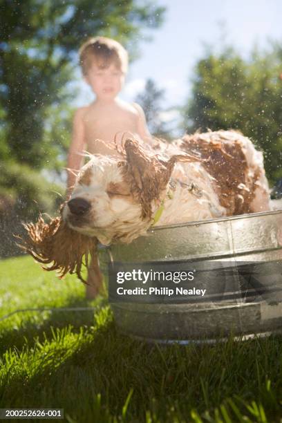 dog shaking off water, boy (2-4) staring (focus on dog) - dog shaking stock pictures, royalty-free photos & images