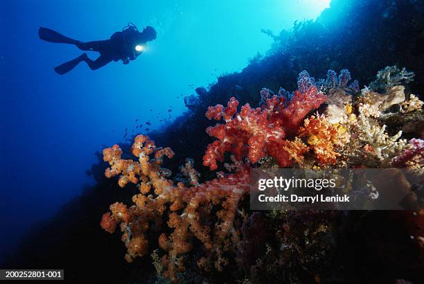 diver shining flashlight on soft coral, underwater view - using flashlight stock pictures, royalty-free photos & images
