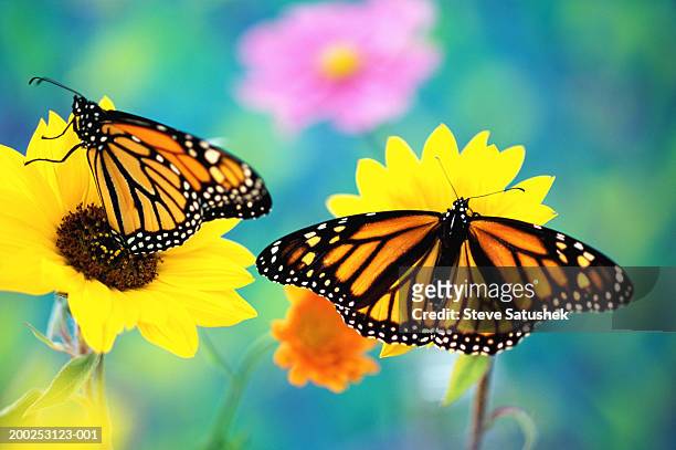 two monarch butterflies (danaus plexippus) on sunflowers - mariposa monarca fotografías e imágenes de stock