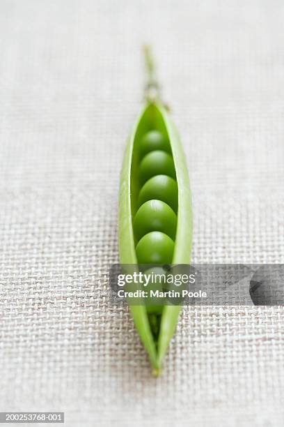 single pea pod, close-up - エンドウマメの鞘 ストックフォトと画像