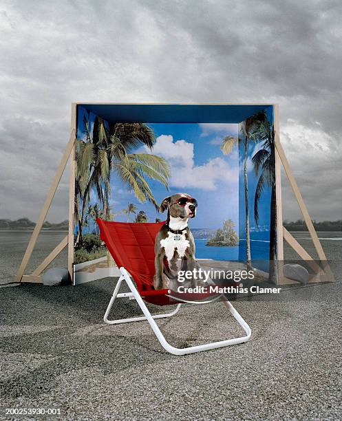dog on chair with glasses, backdrop in background - isolated colour stock pictures, royalty-free photos & images