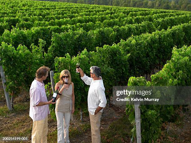 mature friends drinking wine in vineyard, elevated view - examining wine stock pictures, royalty-free photos & images