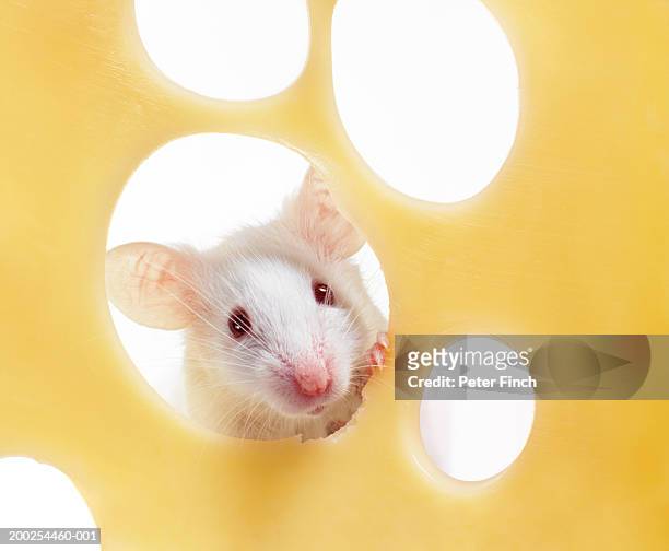 white mouse looking through piece of cheese, close-up - topo foto e immagini stock