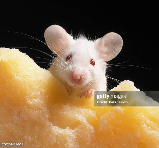 white mouse on piece of cheese, close-up - maus tier stock-fotos und bilder