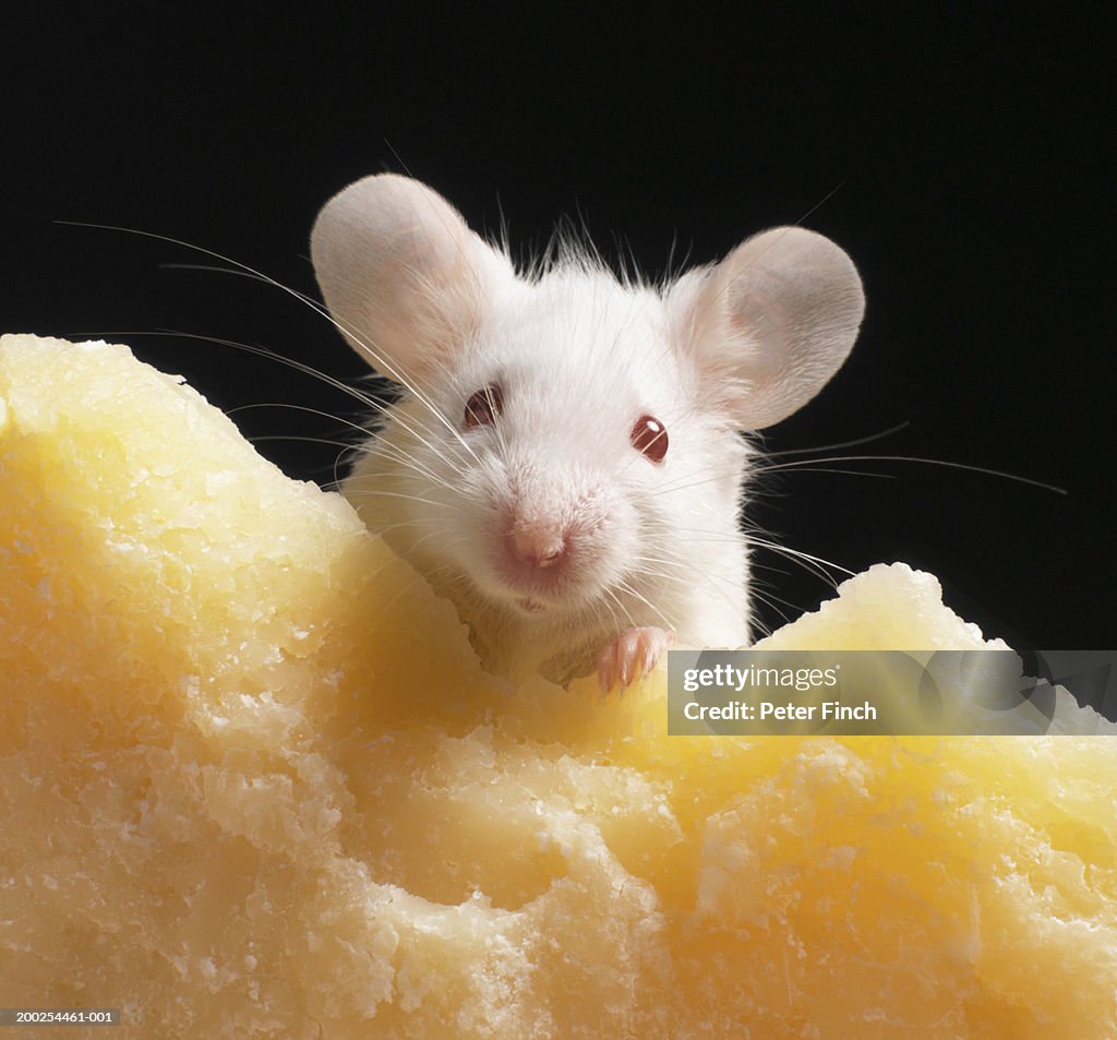 White mouse on piece of cheese, close-up