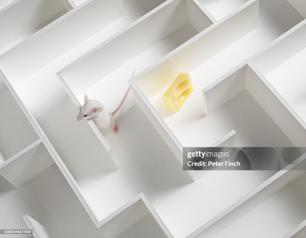 White mouse looking for piece of cheese in maze, overhead view