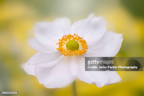 close-up of a single white, japanese anemone flower in bloom - viewpoint stock pictures, royalty-free photos & images