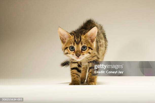 bengal kitten with hair standing on end, close-up - pawed mammal ストックフォトと画像