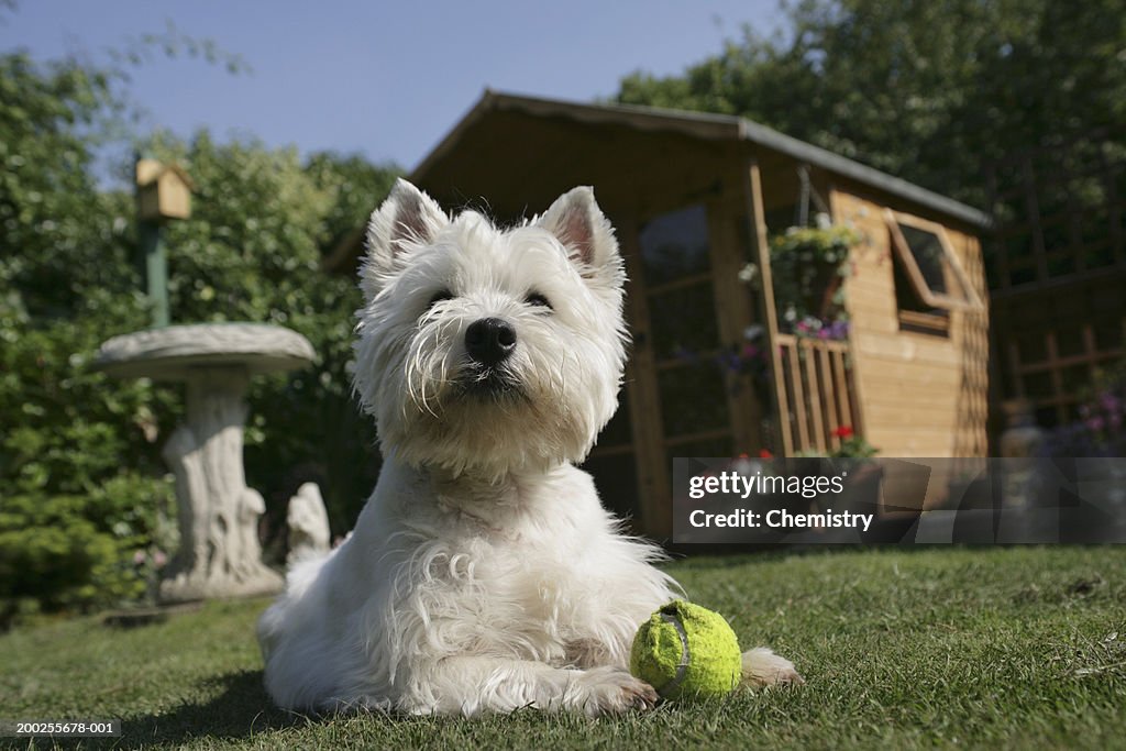 West Highland Terrier lying on grass with ball, ground view