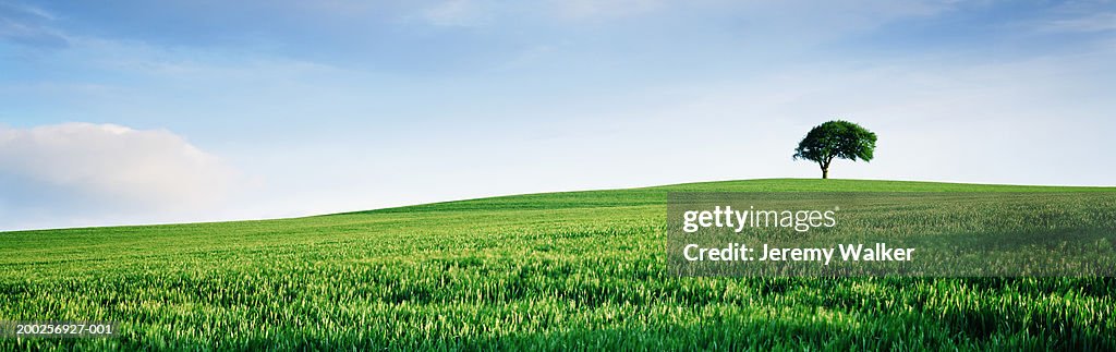 England, Yorkshire, single tree on hill overlooking wheat field
