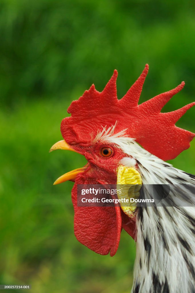 Rooster crowing, close-up