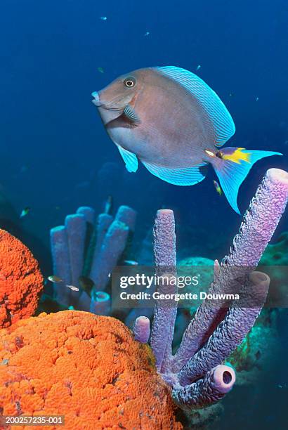 blue tang fish (acanthurus coeruleus) (digital composite) - atlantic blue tang stock pictures, royalty-free photos & images