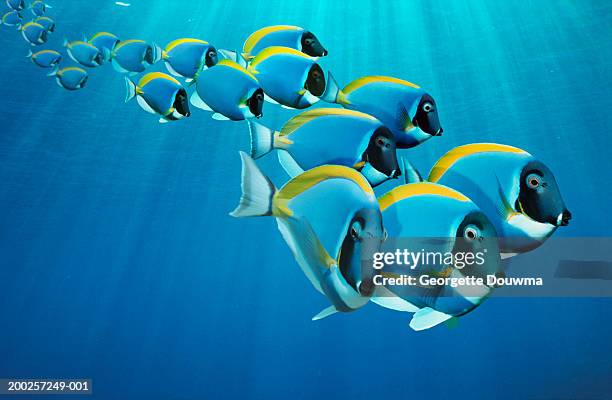 powder-blue surgeonfish (acanthurus leucosternon) (digital composite) - doktorfisch stock-fotos und bilder