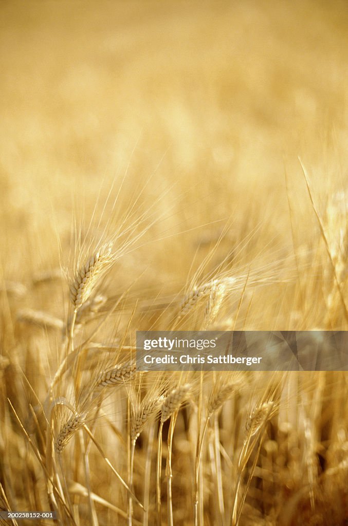 Barley growing in field, full frame