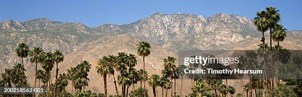 usa, california, san jacinto wilderness, palm trees in foreground - palm springs photos et images de collection