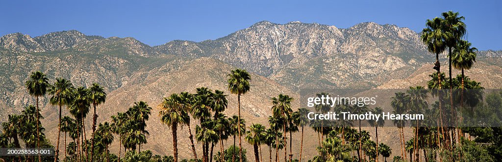 USA, California, San Jacinto Wilderness, palm trees in foreground