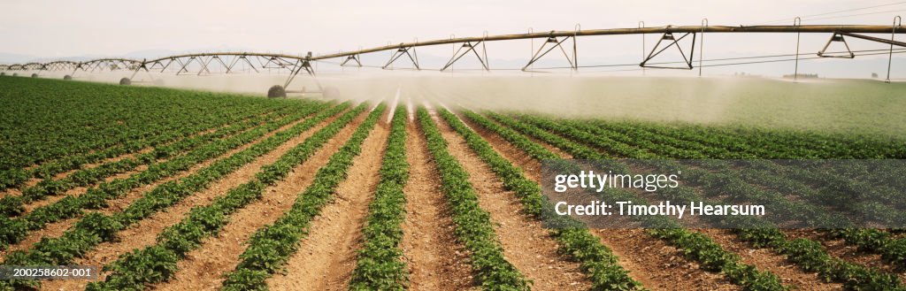 Potato field irrigation