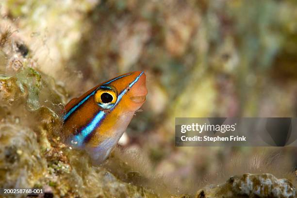 head of bluestriped fangblenny, close-up, underwater view - blenny stock pictures, royalty-free photos & images