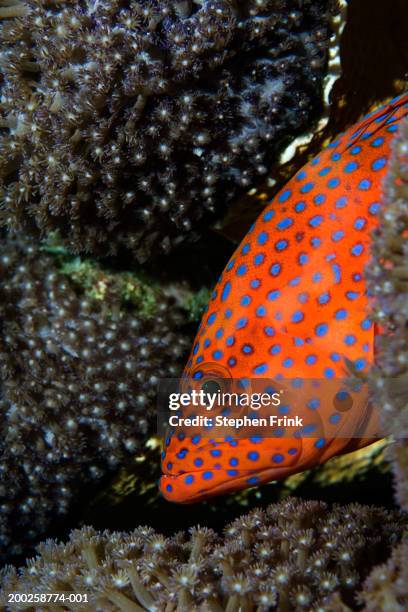 Miniata Cod Coral Cod Photos and Premium High Res Pictures - Getty Images