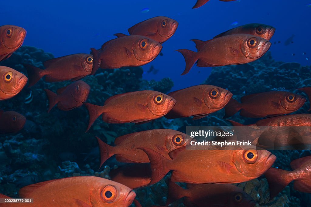 School of crescent-tailed bigeye (Priacanthus hamrur), underwater view