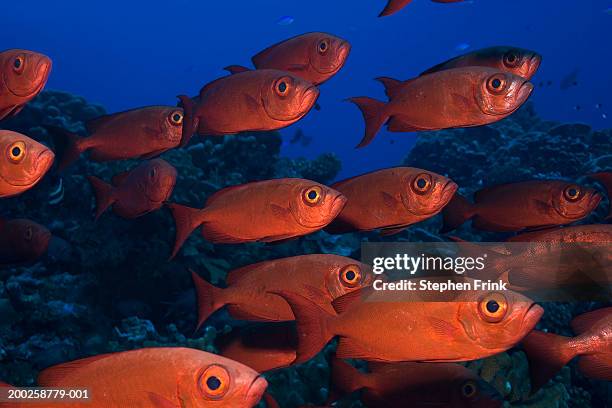 school of crescent-tailed bigeye (priacanthus hamrur), underwater view - crescent tailed bigeye stock pictures, royalty-free photos & images