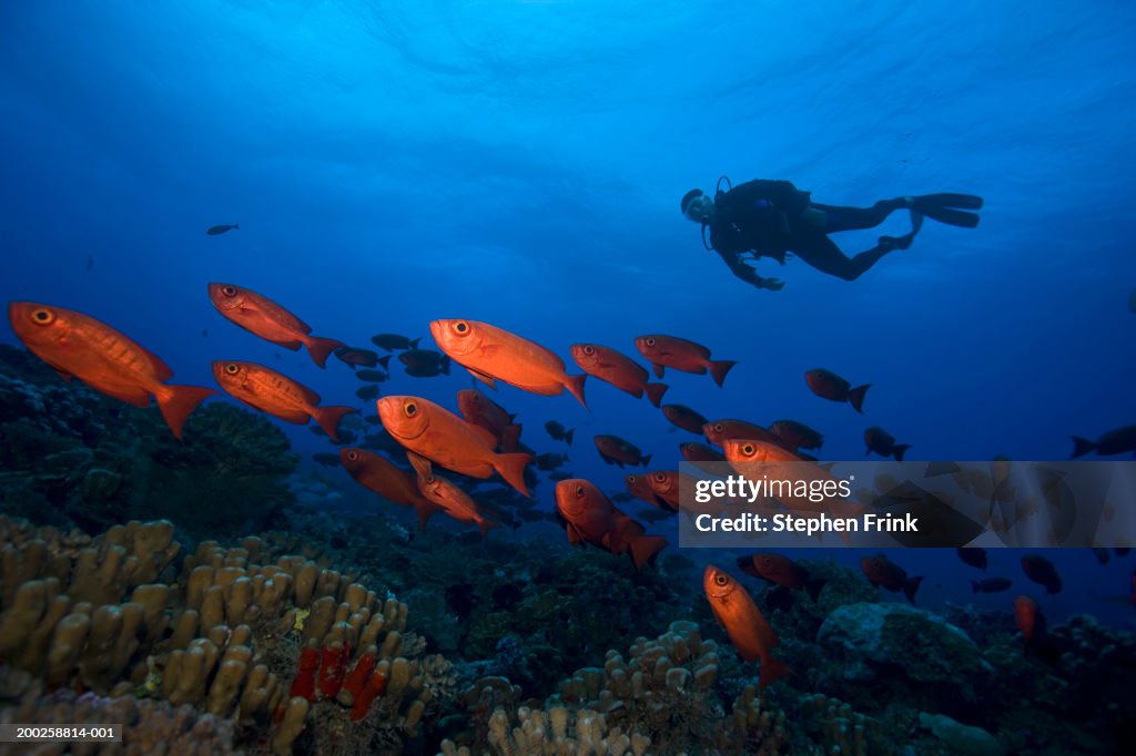 Male scuba diver and school of crescent-tailed bigeye, underwater view
