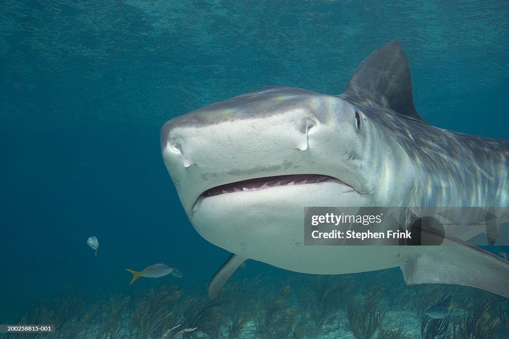Tiger shark (Galeocerdo cuvier), close-up, underwater view