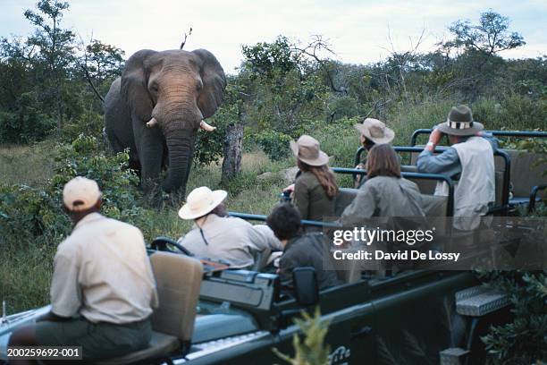 group of friends on off road vehicle looking at elephant - safari stockfoto's en -beelden