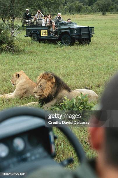 group of friends on off road vehicle watching lion and lioness - animal de safari 個照片及圖片檔